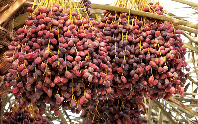 Eat 2 Dates Every Day for 1 Week and This Can Happen to Your Body