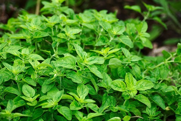 See What Just 3 Drops of Oregano Oil Can Do to Your Body